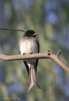 Image of: Dicrurus caerulescens (white-bellied drongo)