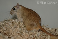 Meriones libycus - Libyan Jird