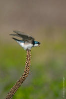 Image of: Tachycineta bicolor (tree swallow)