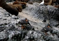 Image of: Tachyeres pteneres (flightless steamerduck)