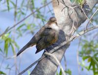 Image of: Turdus rufiventris (rufous-bellied thrush)