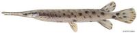 Image of: Lepisosteus oculatus (spotted gar)