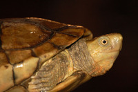 Mauremys leprosa - Spanish Turtle