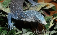 Varanus macraei - Blue Tree Monitor