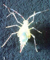 Hyaliodes vitripennis