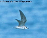 Black Tern - Chlidonias niger
