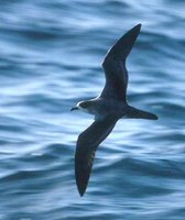 Barau's Petrel - Pterodroma baraui