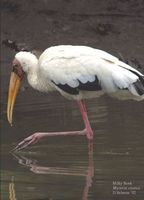 Milky Stork - Mycteria cinerea