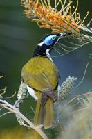 Blue faced Honeyeater