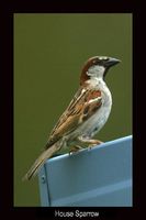 House Sparrow