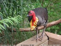 Australian Brush-turkey - Alectura lathami