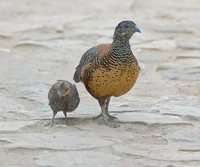 Painted Spurfowl - Galloperdix lunulata