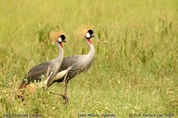 Gray Crowned-Crane - Balearica regulorum