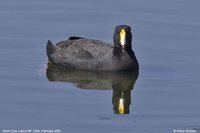 Giant Coot - Fulica gigantea