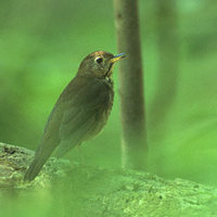 Bicknell's Thrush (Catharus bicknelli) photo