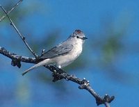 Lucy's Warbler (Vermivora luciae) photo