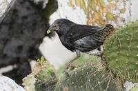 Large Cactus-Finch (Geospiza conirostris) photo