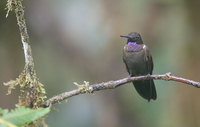 Brown Inca (Coeligena wilsoni) photo