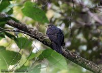 Oriental Cuckoo - Cuculus saturatus