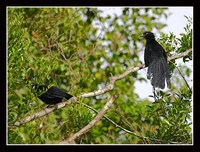 Biak Coucal - Centropus chalybeus