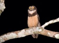 Spectacled Owl - Pulsatrix perspicillata