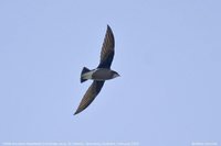 White-throated Needletail - Hirundapus caudacutus