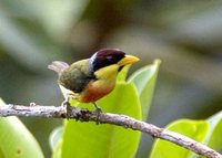 Lemon-throated Barbet - Eubucco richardsoni