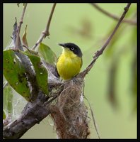 Common Tody-Flycatcher - Todirostrum cinereum