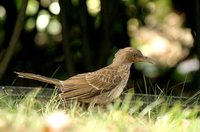 Pearly-eyed Thrasher - Margarops fuscatus