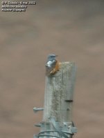 Rufous-tailed Rock-Thrush - Monticola saxatilis