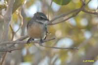 Gray Fantail - Rhipidura fuliginosa