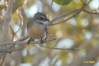 Gray Fantail - Rhipidura fuliginosa