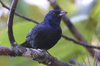 Ruby-crowned Tanager - Tachyphonus coronatus