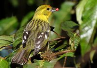 Flame-colored Tanager - Piranga bidentata