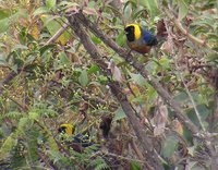 Golden-collared Tanager - Iridosornis jelskii