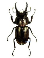 다우리아사슴벌레 - Prismognathus dauricus
