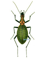 조롱박딱정벌레 - Damaster constricticollis constricticollis