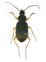 미륵무늬먼지벌레 - Chlaenius variicornis