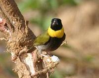 * Cuban Melodious Finch