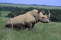 White Rhinoceros (Ceratotherium simum) Status: Lower Risk