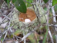 Rufous-crowned elaenia, nest