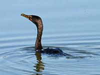 Double-crested Cormorant. Photo by Greg Gillson