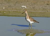 Pectoral Sandpiper at Ceres STP - 9/15/05 © 2005 Jim Gain