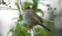 Golden-crowned Sparrow