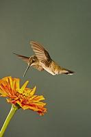 Black-chinned Hummingbird , in flight hovering over flower , Archilochus alexandri , Portal , Ar...
