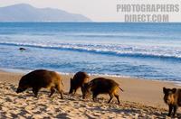 Young wild boars on the beach , maremma , Italy stock photo