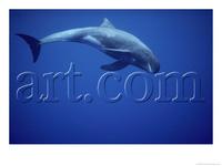 A Pygmy Killer Whale, Feresa Attenuata, in Clear Blue Water