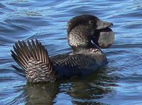 Musk Duck male