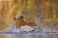 002231 - Tadorna  ferruginea (Ruddy Shelduck)