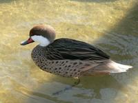 Brown Bahama Pintail (Anas  bahamensis bahamensis)